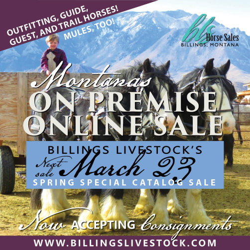 Horse Sales Billings Livestock Commission